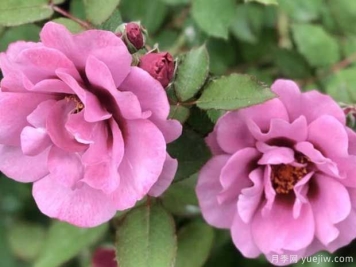 紫晶巴比伦月季的优缺点是什么？