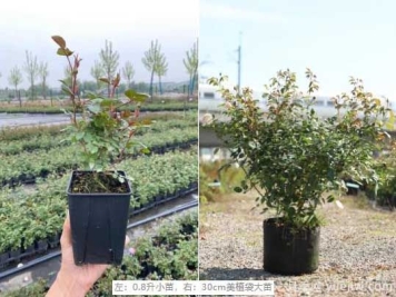 小苗半年变大苗，冬天养护需要做什么？