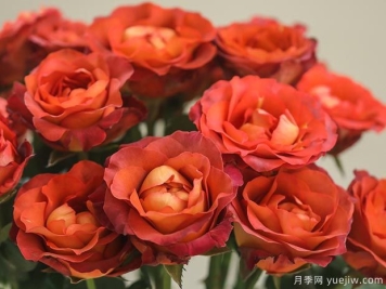 咖啡时间月季的优缺点是什么？