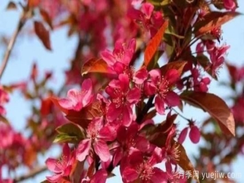 北美海棠介绍与常见海棠品种