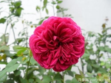 莎士比亚月季和红色达芬奇月季的区别是什么