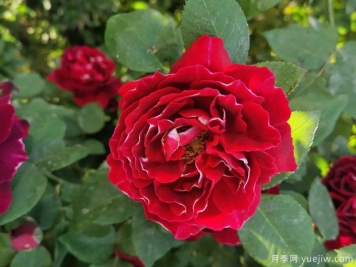 月季叶子焦边怎么回事