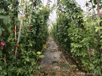 爬藤月季要种多久才会开花