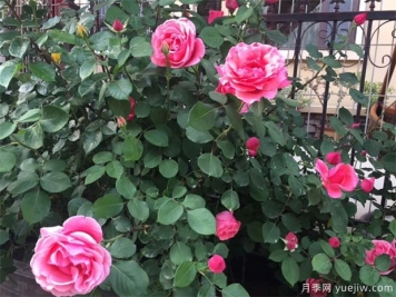 月季花栽在院子什么位置好