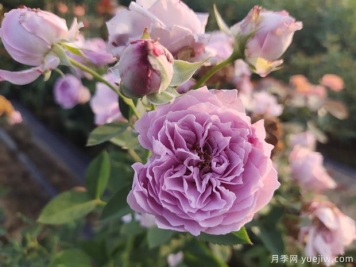 空蒙月季和蓝色风暴月季花对比