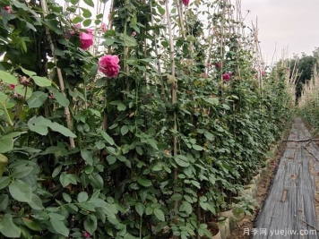 藤本月季的种植和养殖方法