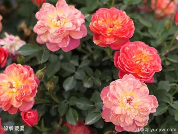 盆栽月季花用什么品种好？