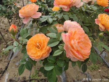 4个耐热耐晒的阳台月季品种推荐