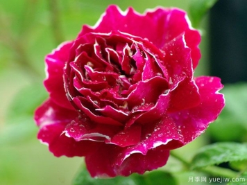 广东紫袍玉带月季会开花吗？