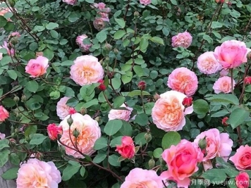 生态园林建设对苗木人来说是个好机会