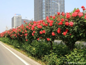 苗木如何分等级？精品苗木的标准是什么？