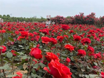 园林绿地管理中如何养护衰弱老化苗木