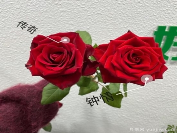 花店常备的15种红玫瑰是什么？有什么优缺点？