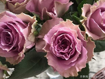 特洛伊月季/42号公路月季