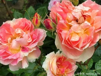 南瓜灯笼月季优缺点介绍