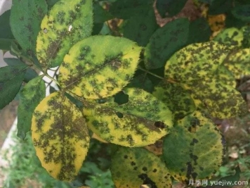 月季出现大量黄叶变光杆，是什么原因
