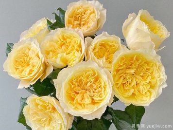 舒芙蕾月季/曙光女神月季