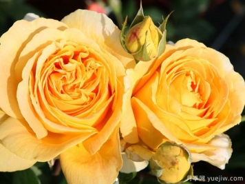 烛光月季/全球美人月季