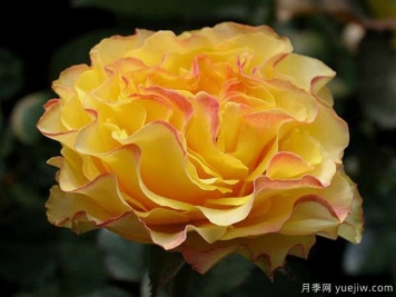 黄舞裙月季/黄色拉康帕内拉舞裙月季La Campanella Yellow