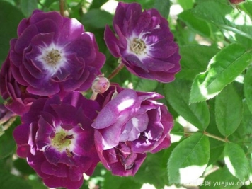 维奥莉特月季的优缺点是什么？