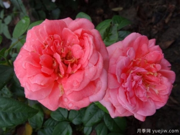 特别纪念日月季/英雄纪念日月季