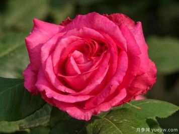 如何区分月季和玫瑰？