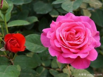 月季盆花要枝叶茂盛，合理施肥很重要