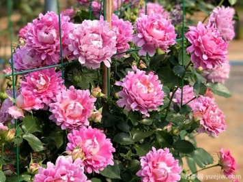 梦幻褶边月季，花型独特美丽，多季重复开花，阳台精品盆花