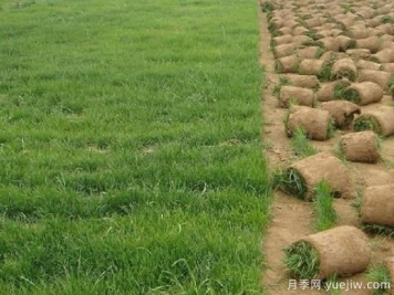 草坪返青前后的管理办法