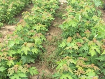 适合东北和西北地区种植的彩叶苗木有哪些？