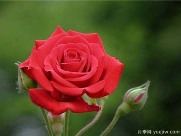 中国红雅苏娜月季的优缺点是什么？