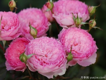 溶溶月月季的优缺点是什么？