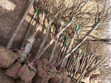 精品4公分5公分月季树发往山东济南