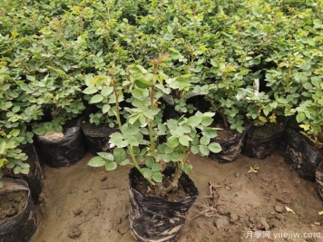 2025年二年生大花丰花月季杯苗即将进入销售季节