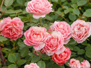 十种惊艳了时光的月季花，看看有没有你喜欢的！