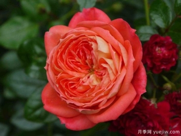 红桃皇后月季/红桃女王/红心皇后