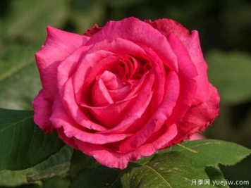 氮磷钾肥料对月季花的作用，氮的知识和使用