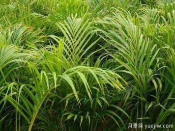 凤尾竹发黄发枯的原因有哪些？