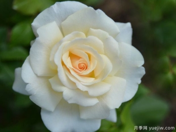 法国花边月季/法国蕾丝月季