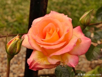 笑一笑月季SayCheese