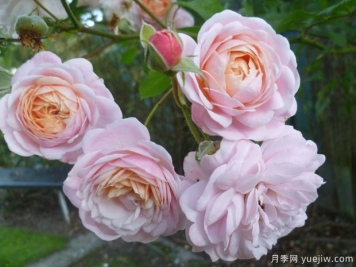 新梦想月季