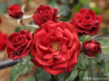 塞巴斯蒂安月季Sebastian