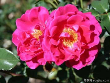 火鸟月季(澳大利亚)