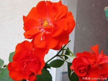 橘红火焰月季的优缺点是什么？