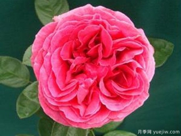 伊芙琳月季EvalynJane