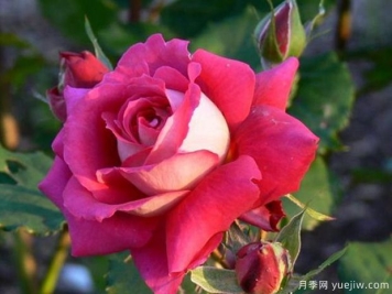 马萨德医生月季