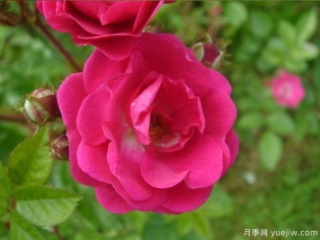 宝贝蔓枝月季Baby Rambler