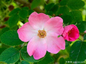 芬妮雅月季Fenja