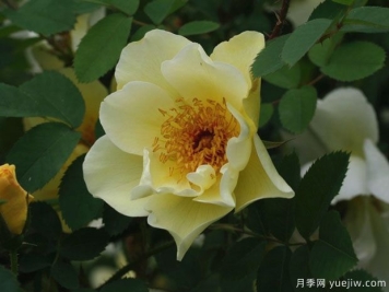 艾莎月季(丹麦黄色)