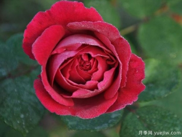 德伯家的苔丝月季/苔丝月季